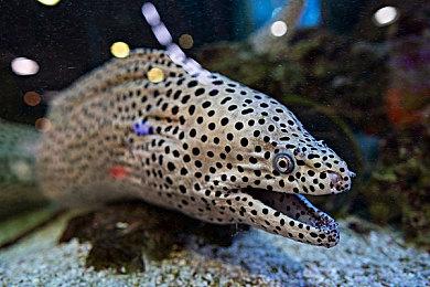 《真三国无双：起源》张郃鲁肃袁术介绍 张郃好美丽